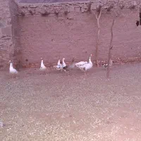 فروش غاز محلی