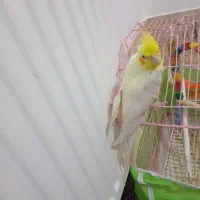 عروس هلندی|پرنده|سردشت, |دیوار