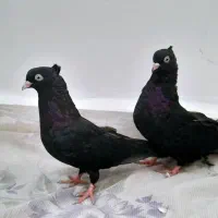 کبوتر|پرنده|اهواز, ملاشیه|دیوار