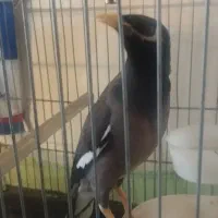 پرنده|پرنده|تهران, ارامنه|دیوار