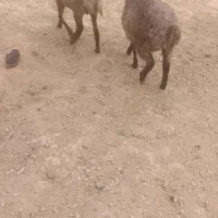 دو راس بره نر یک راس ماده