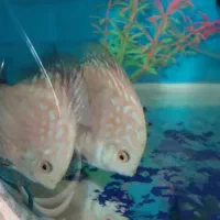 آکواریوم شیشه خم|ماهی|کرمانشاه, |دیوار