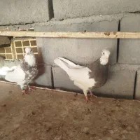 یک جفت طوقی برای فروش قیمت 3میلیون تومان|پرنده|گنبکی, |دیوار