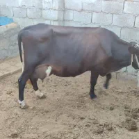 فروش گاو جرسی شیری|حیوانات مزرعه|بندرعباس, |دیوار