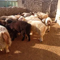 بره چاق|حیوانات مزرعه|شیراز, تندگویان|دیوار