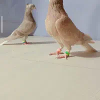 چندتا کبوتر مقبول پرشی و جفتگاه|پرنده|خلیل آباد, |دیوار