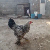 خروس امپراتور|حیوانات مزرعه|تاتار علیا, |دیوار