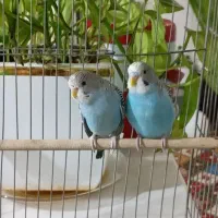 مرغ عشق نر و ماده