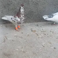 کفتر