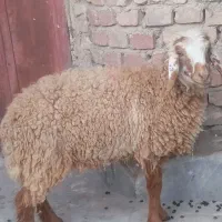 کهره ماده چاق     وبره چاق یک ساله