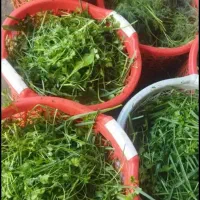 سبزی رامهرمز خوش عطر وخوشمزه عمده وخورده|خوردنی و آشامیدنی|سیراف, |دیوار