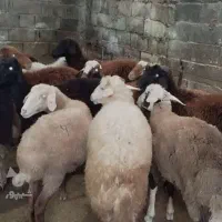 بره نر