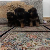 توله ژرمن|سگ|مشهد, چهنو|دیوار