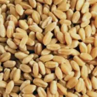 دوتن‌گندم پیشگام اسلاح شده‌