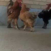 تخم مرغ نطفه دار دیلگونی