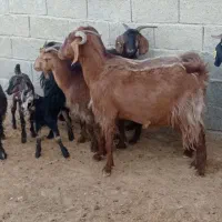 بز کهره.کربال.|حیوانات مزرعه|شیراز, بازار|دیوار