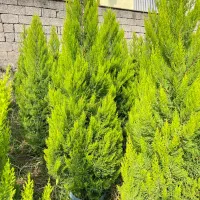 فروش لاوسون گلدان‌های 12ونیمه