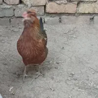 مرغ بومی