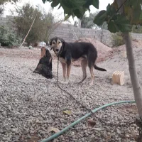 سگ نگهبان|سگ|ریگان, |دیوار