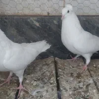 کبوتر جفت