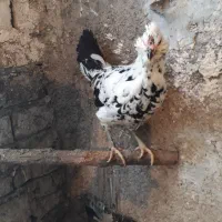 مرغ وخروس وجوجه گلین