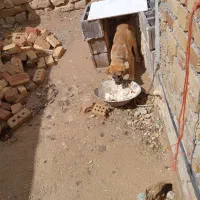 واگذاری سرابی