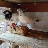 کبوتر  کله دم سبز قیمت  500