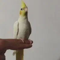 عروس هلندی 8ماهه