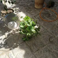 فروش سه گلدان گل بسیار زیبا|گل و گیاه طبیعی|مراغه, |دیوار