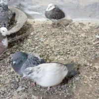 فروش کفتر|پرنده|محلات, |دیوار