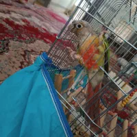 فروش گرینچیک