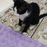 واگذاری ۲عدد بچه گربه