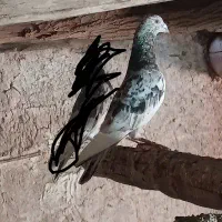 کبوتر سرور افقان