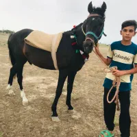 اسب دوخون نر