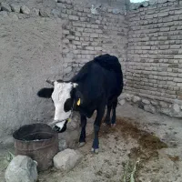 فروشی|حیوانات مزرعه|پلدختر, |دیوار