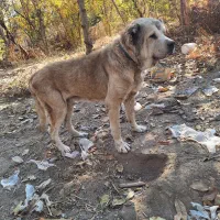 سگ پژدر سفت