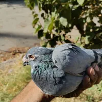 کفتر کبوتر