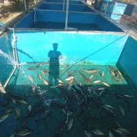 فروش ماهی زنده