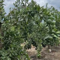حسابداری برای سورتینگ