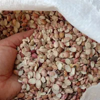 چهارتن لوبیا اش لپه به شرط