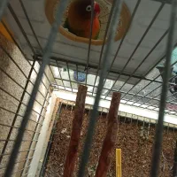 طوطی برلزیلی ماده|پرنده|پاکدشت, پاکدشت (مامازند)|دیوار