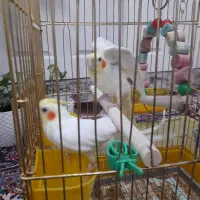 طوطی لوتینو اهلی