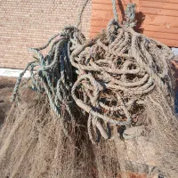 تور دور باغچه ای|ماهیگیری|بندر ترکمن, |دیوار