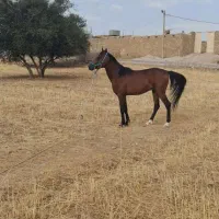 نریون مدرکدار سه ساله