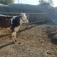 گوساله سیمینتال|حیوانات مزرعه|بیلوار, |دیوار