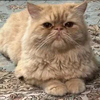 گربه پرشین اصل