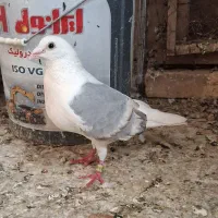 کبوتر پشتی ترک