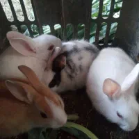 بچه خرگوش|موش و خرگوش|یزد, |دیوار