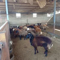 فروش گوسفند داشتی