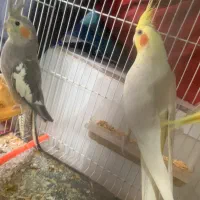 عروس هلندی جفت با تخم معاوضه با قناری